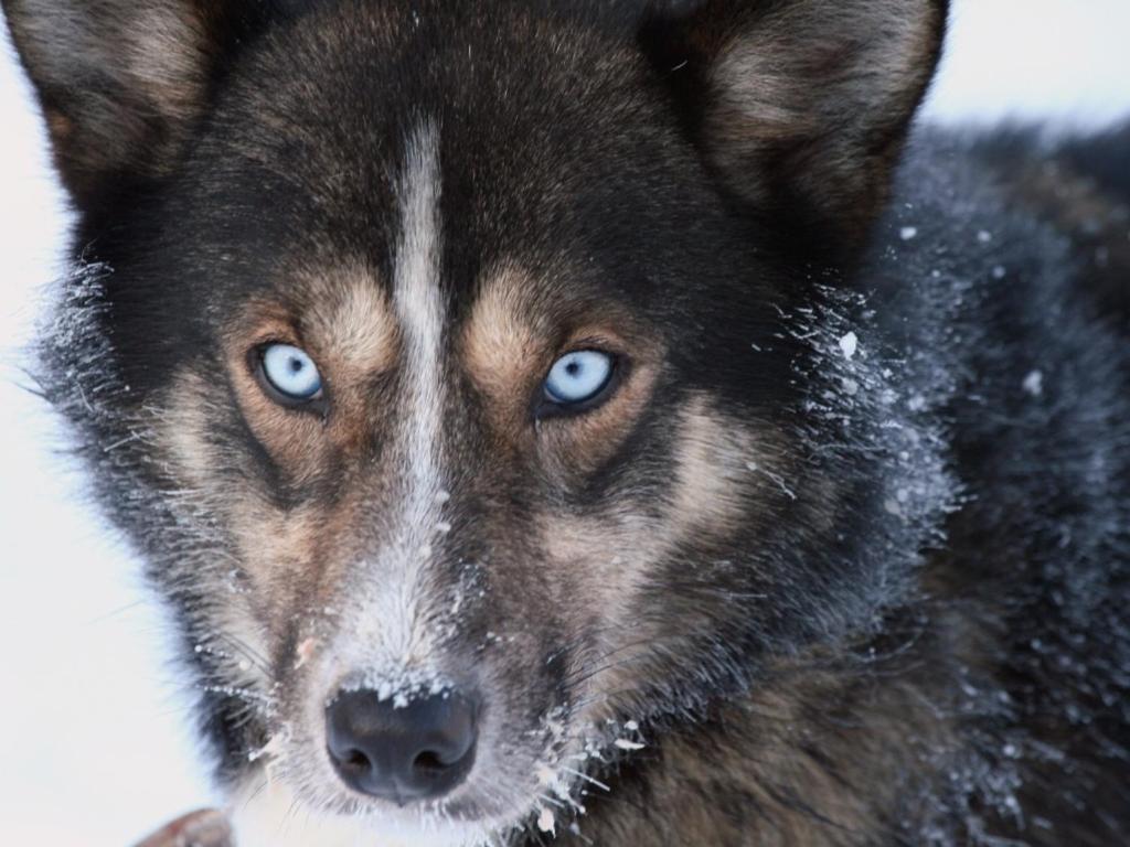 Engholm Husky Design Lodge カラショク エクステリア 写真